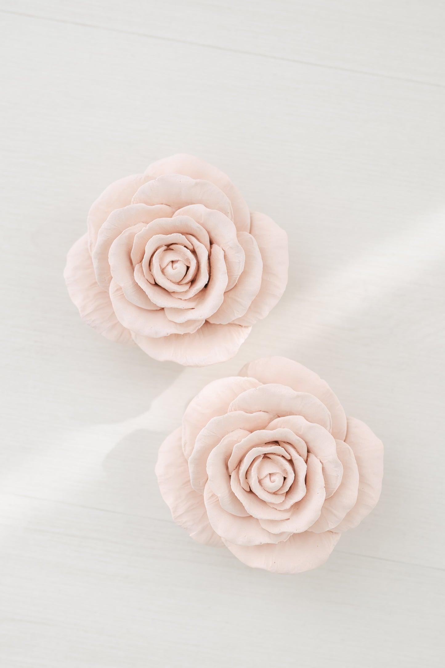 Rosa pétala arredondada