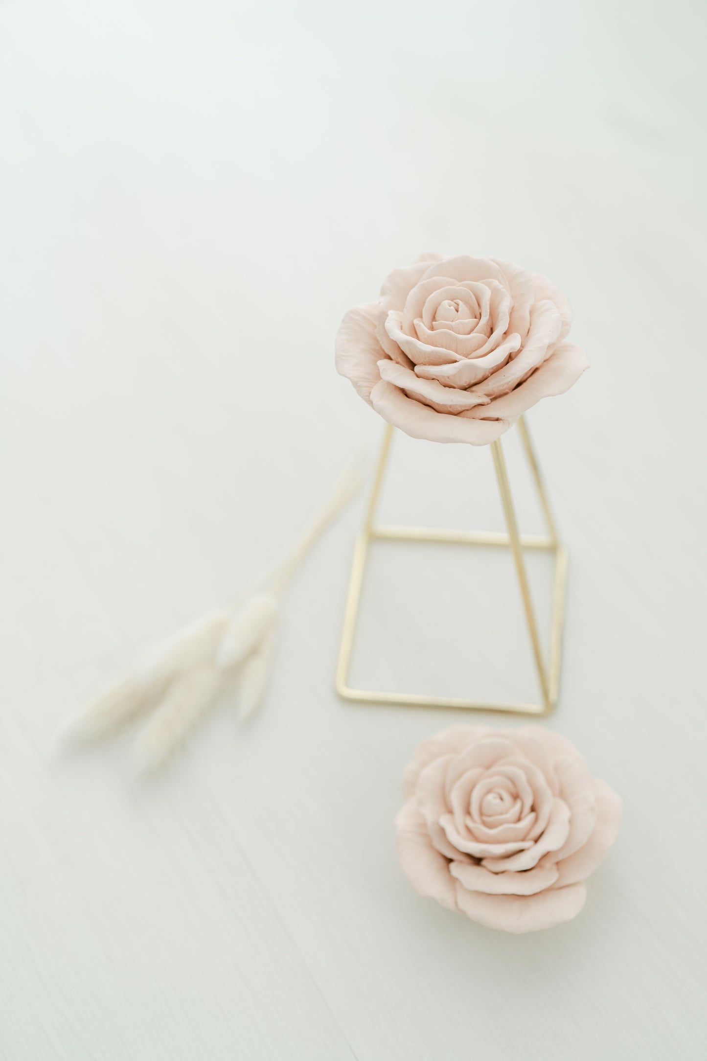 Rosa pétala arredondada